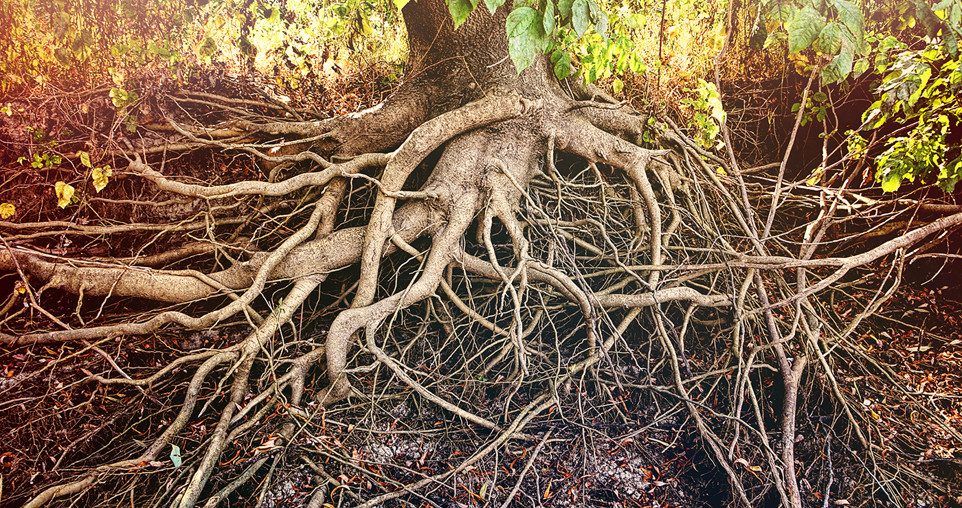 Why Do Roots Grow Towards The Soil