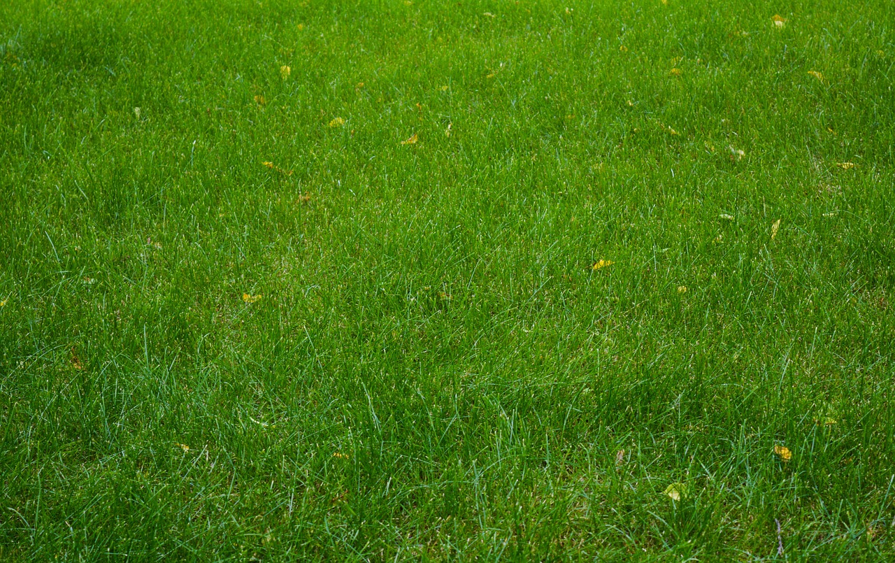 Make sure the fertilizer your lawn care team uses on your grass is safe for your family and pets!