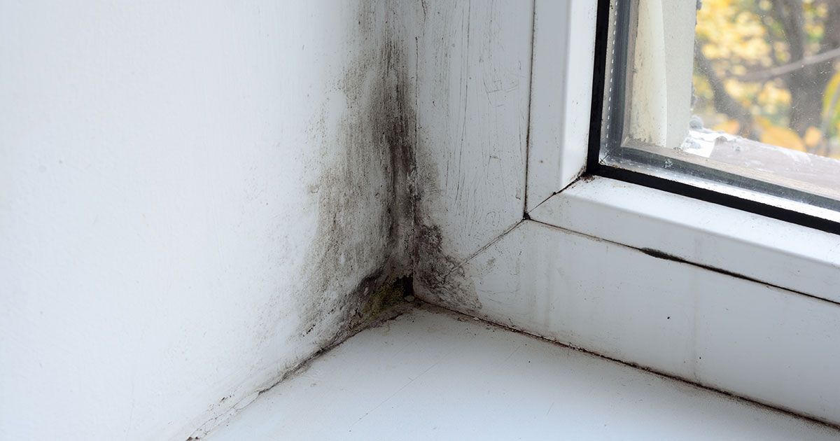 Read This Before Removing Black Mold in the Bathroom